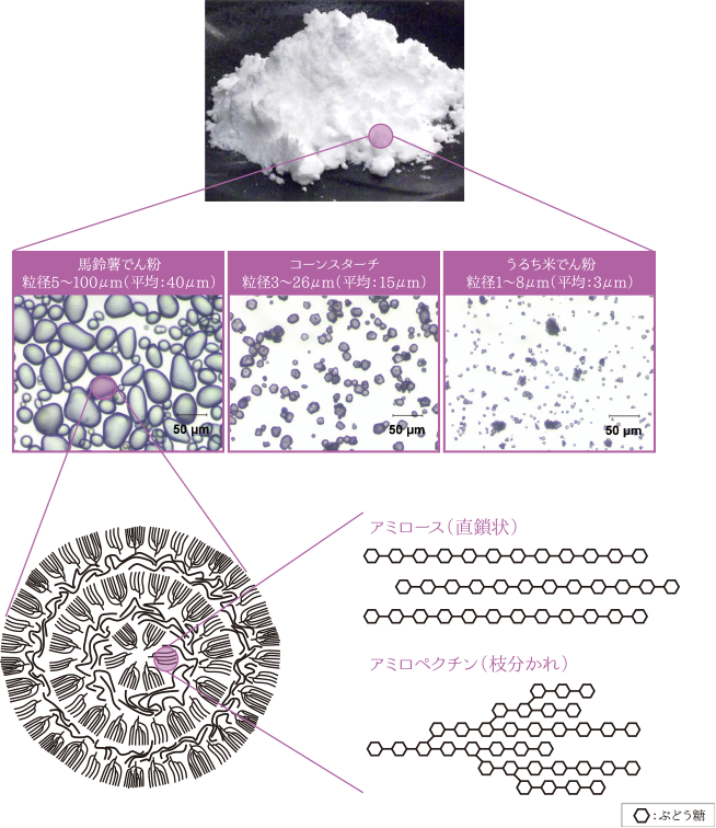 でん粉の構造の図