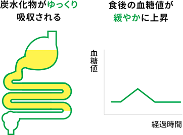 炭水化物がゆっくり吸収される 食後の血糖値が緩やかに上昇